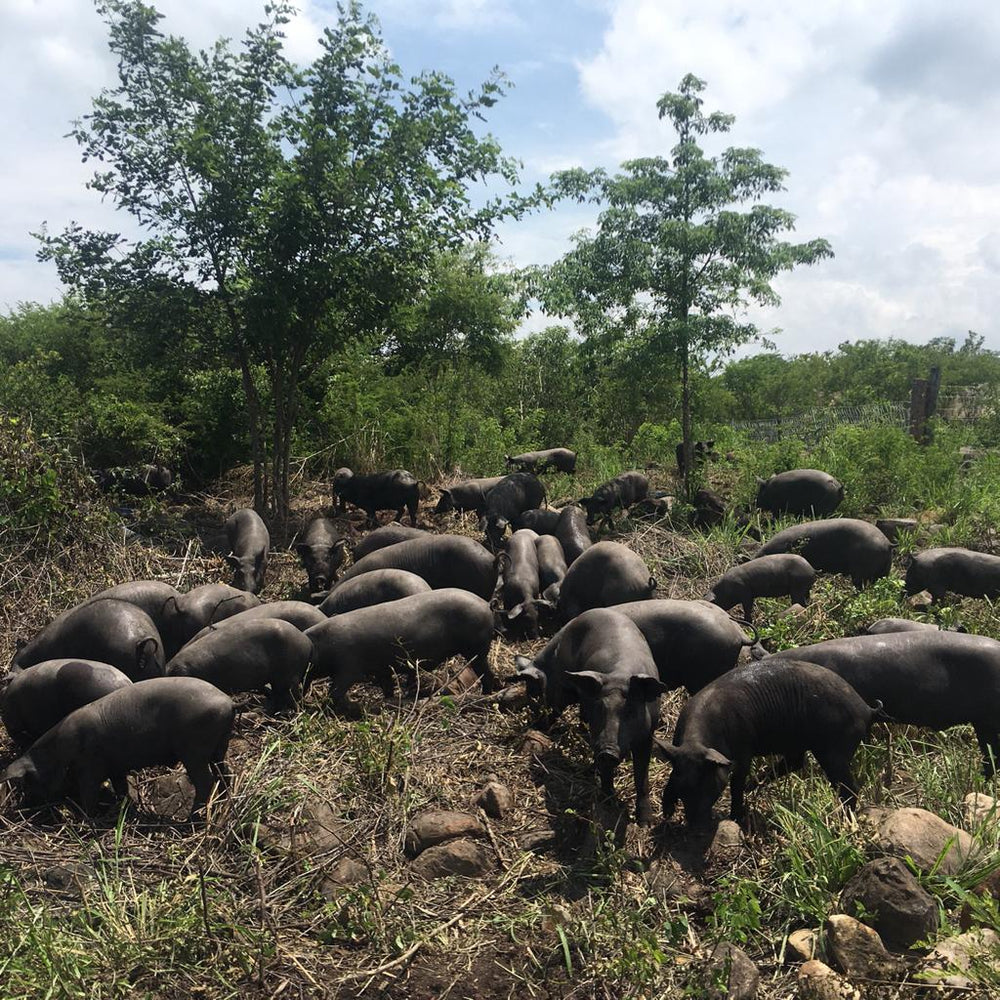 Risueño y el nuevo Cerdo Mexicano de Pastoreo