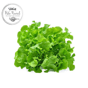 Lechuga Italiana Verde Agroecológicos