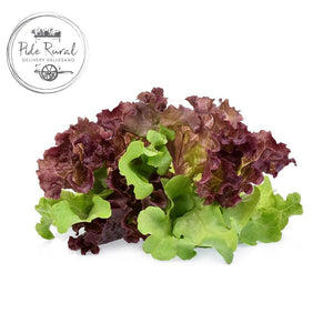 Lechuga Italiana Morada Agroecológicos